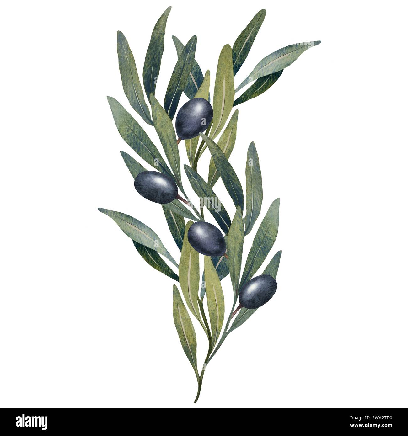 Watercolor olive tree branch with leaves and Black olives fruit ...