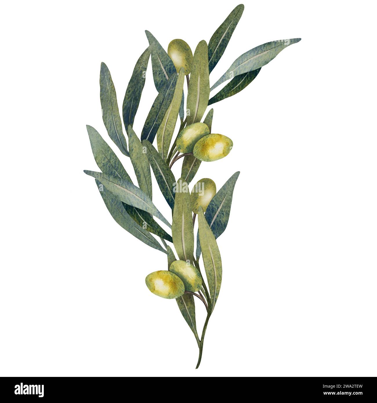 Watercolor olive tree branch with leaves and green olives fruit ...