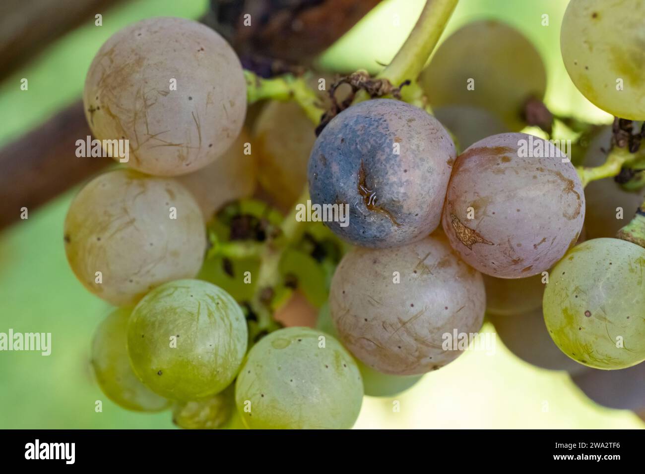 Grapes infested with rot and mold (black spotting) Stock Photo