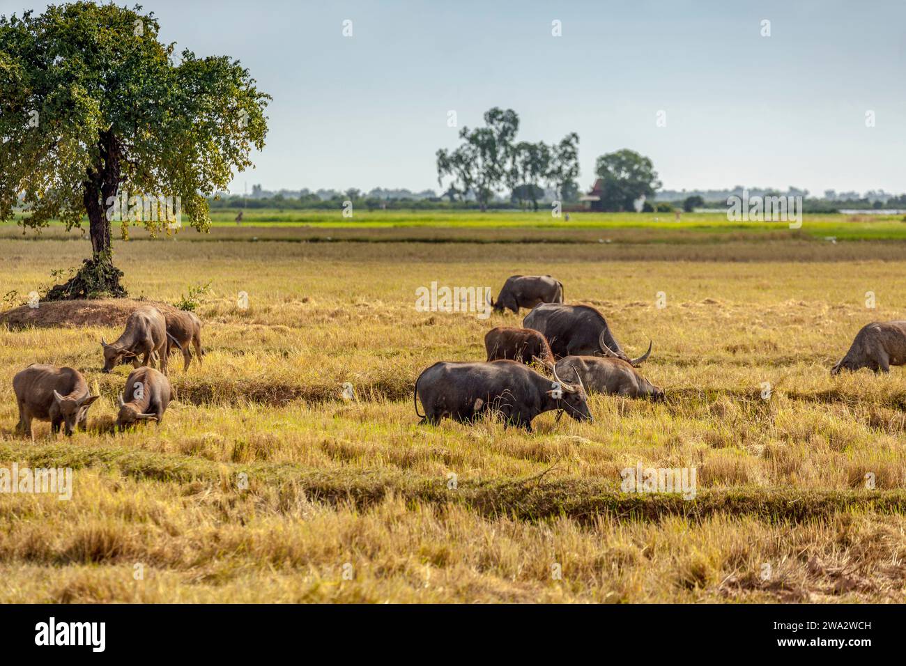 Water buffaloes grazing in a field near Tonle Sap, Cambodia Stock Photo ...