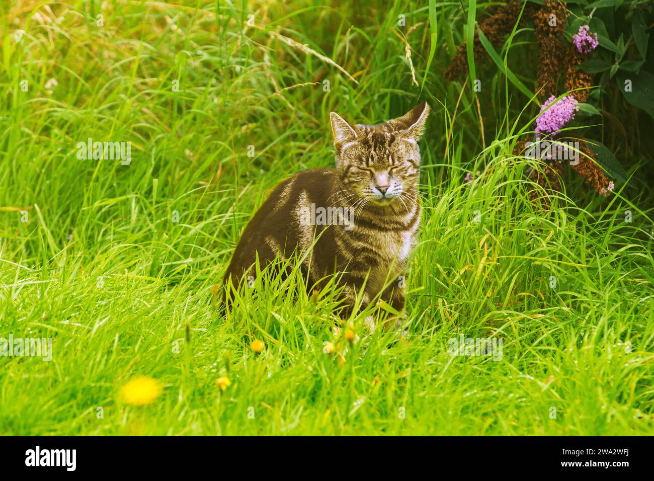 Pet tabby cat dozing on the grass Stock Photo