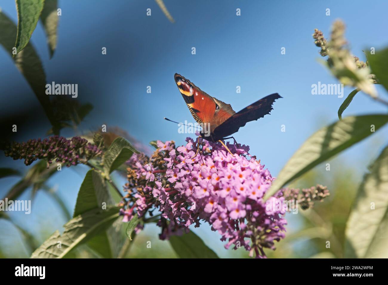 Peacock butterfly on buddleia bush with blue sky Stock Photo - Alamy