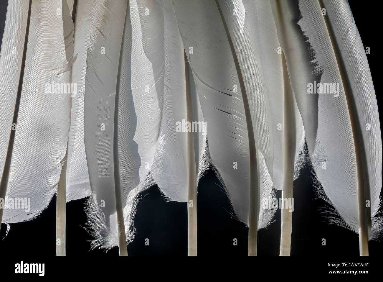 Large swan feathers against the light Stock Photo