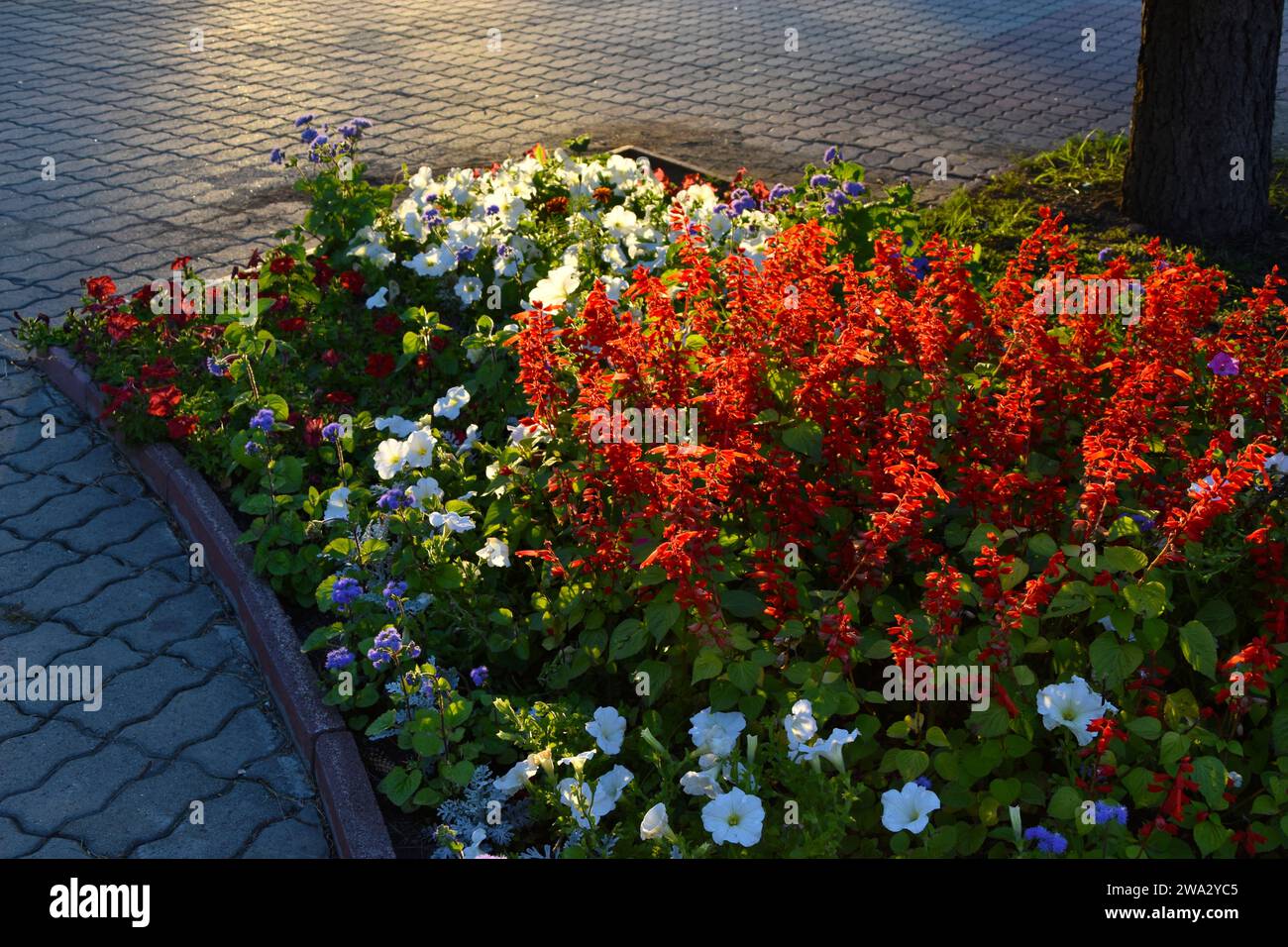 Red salvia and petunia flowers on a flower bed in the evening in the city. A beautiful flower bed in the city. Stock Photo