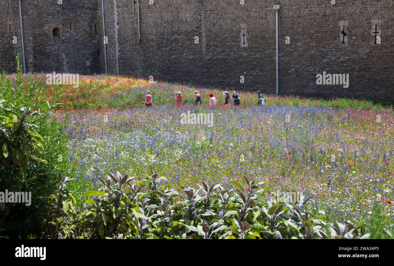 Superbloom in the Tower of London June 2022 flowers planted in the moat