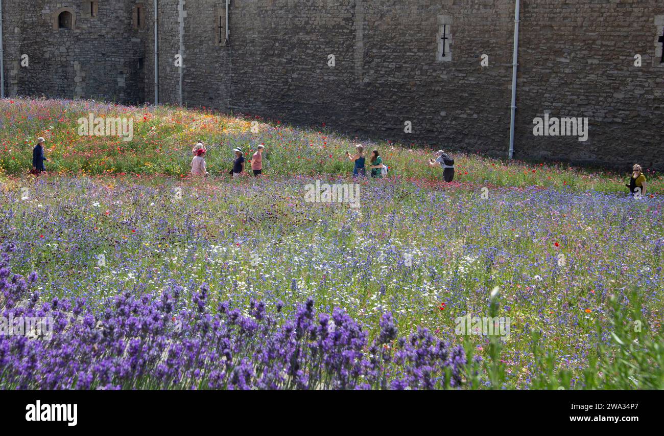 Tower of london moat hi-res stock photography and images - Alamy