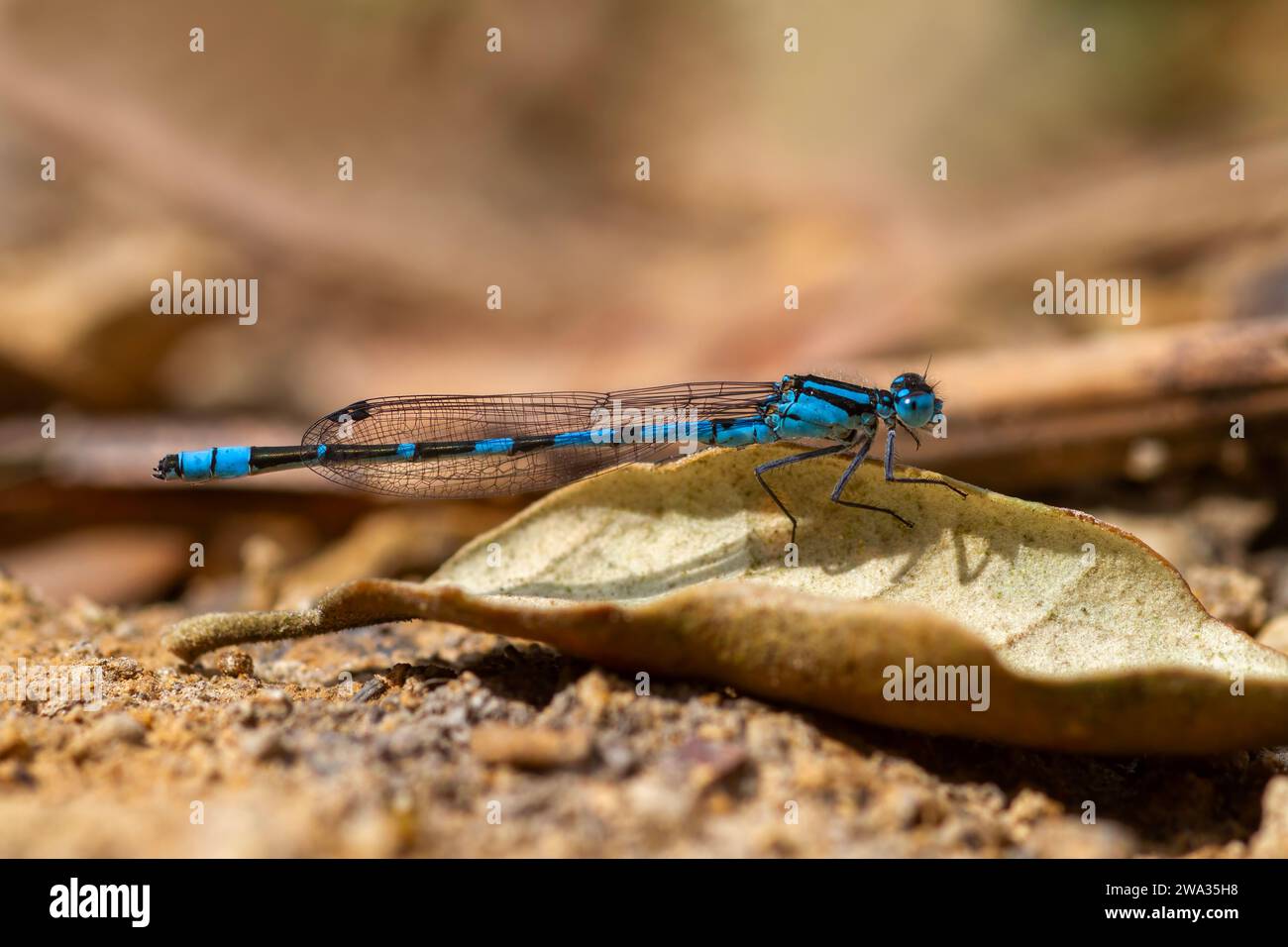 Common Blue Damselfly perched on fallen leaf Stock Photo