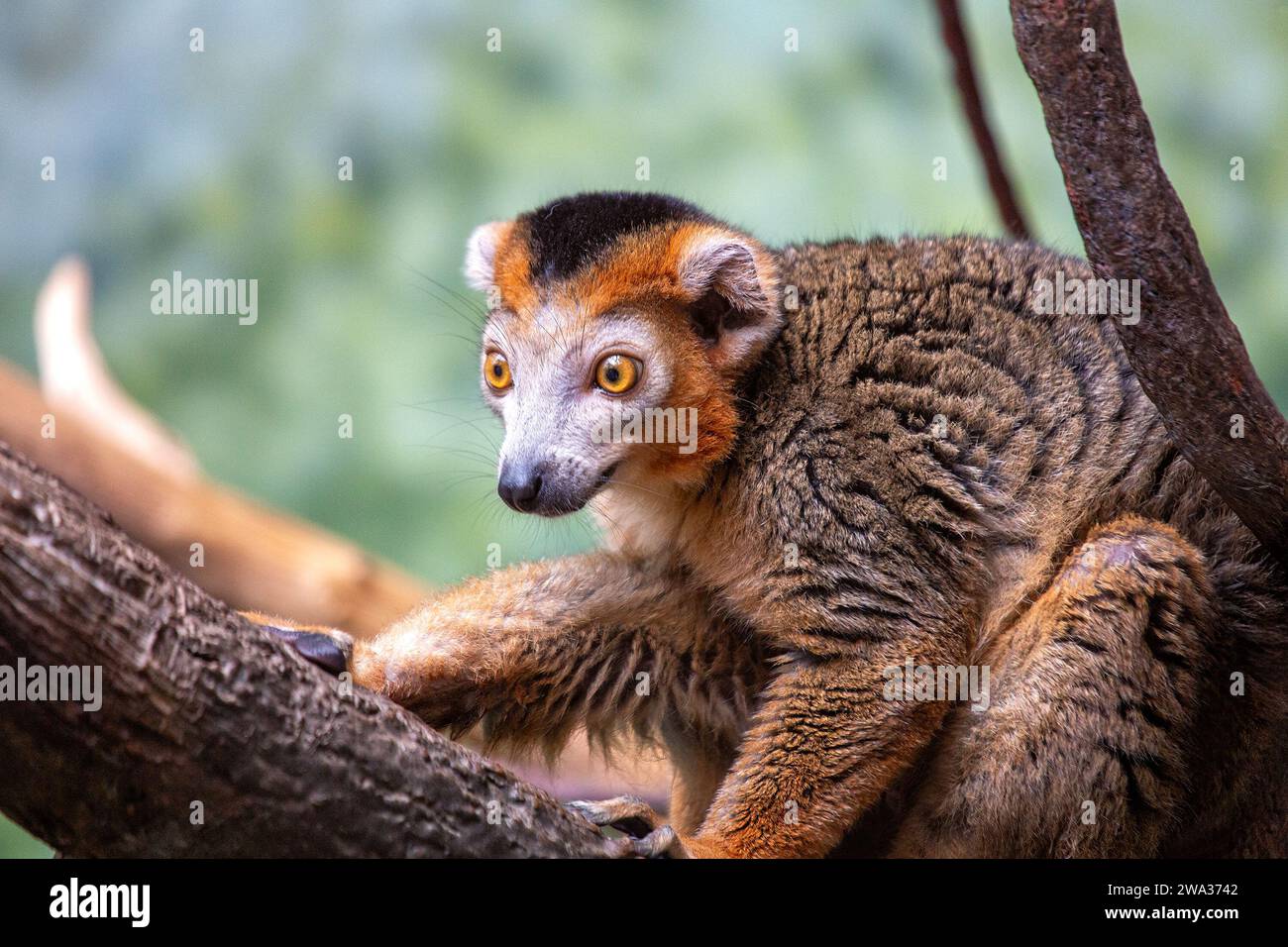 Eulemur coronatus, the Crowned Lemur, graces Madagascar's forests with its regal presence. This arboreal primate, with its distinctive crown, adds a t Stock Photo