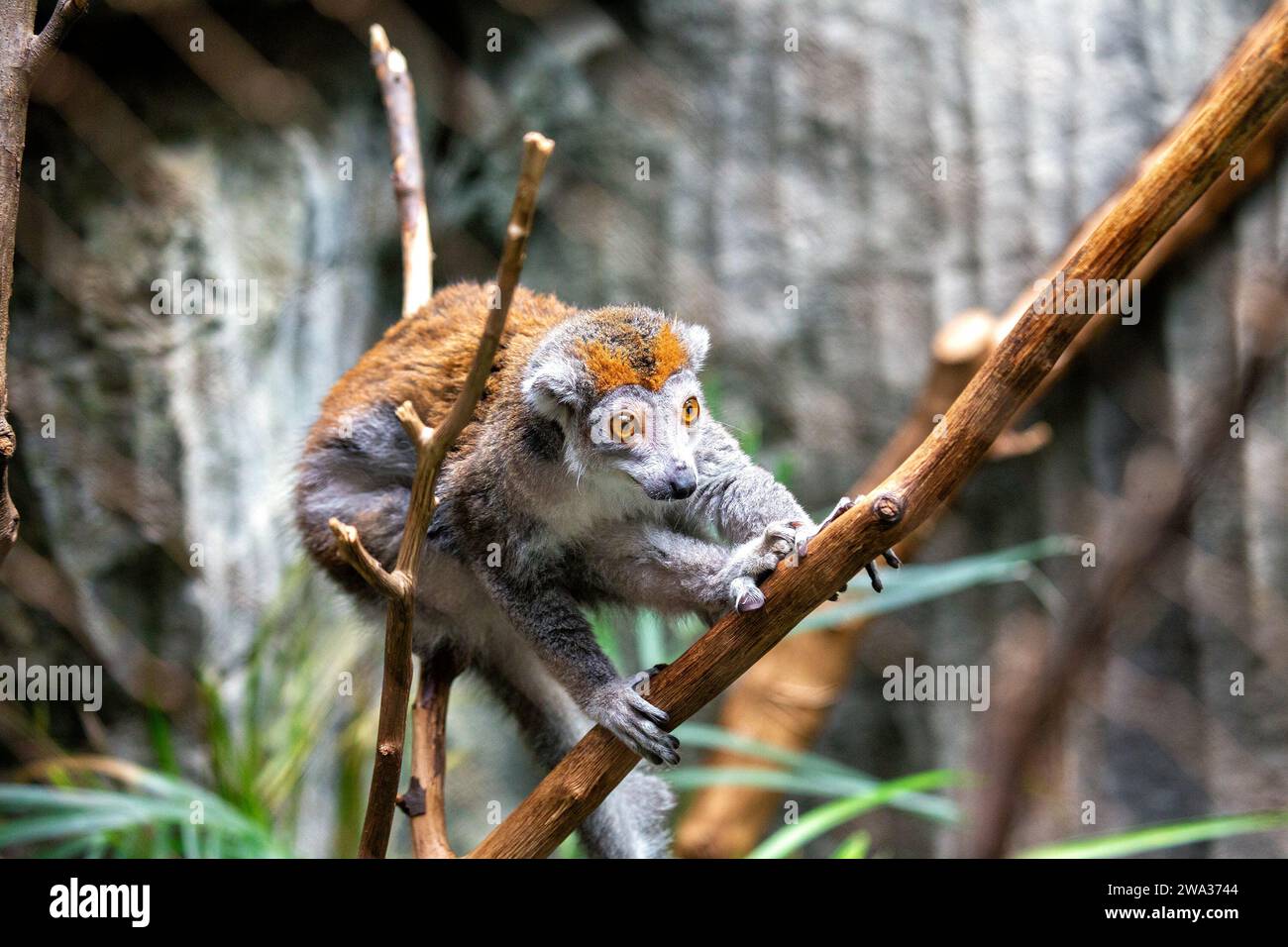 Eulemur coronatus, the Crowned Lemur, graces Madagascar's forests with its regal presence. This arboreal primate, with its distinctive crown, adds a t Stock Photo
