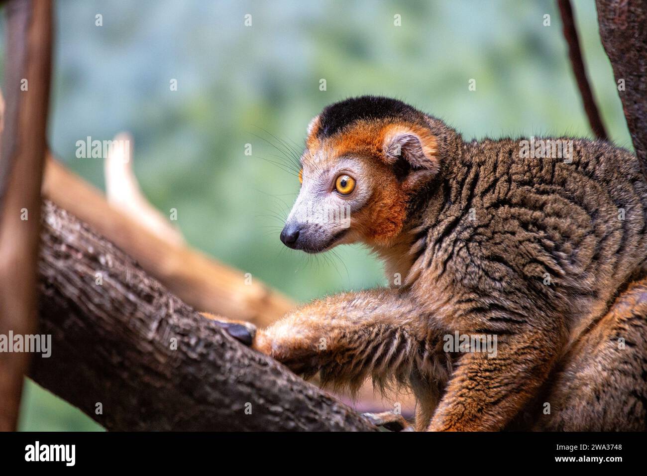 Eulemur coronatus, the Crowned Lemur, graces Madagascar's forests with its regal presence. This arboreal primate, with its distinctive crown, adds a t Stock Photo