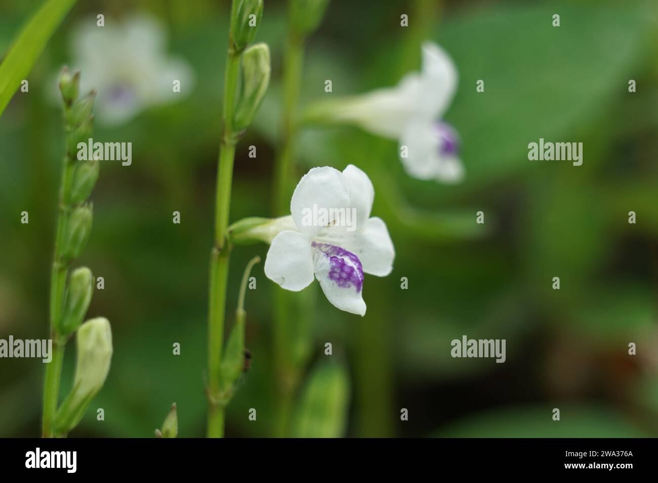 Asystasia gangetica (Chinese violet, coromandel, creeping foxglove, Asystasia gangetica micrantha) with natural background. Stock Photo