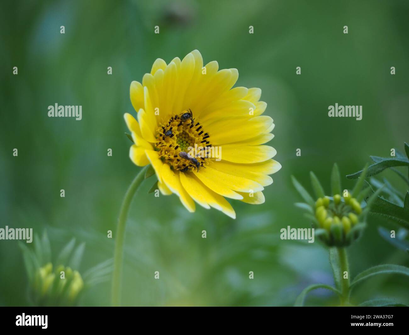 Lawn insects hi-res stock photography and images - Alamy