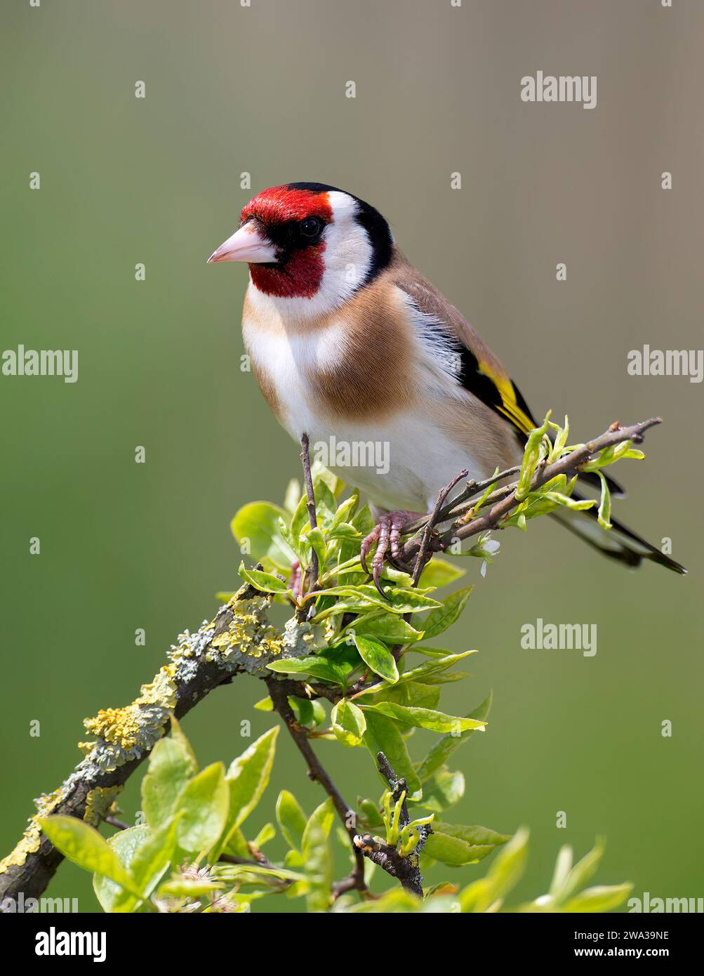 Goldfinch, Carduelis Carduelis, on a branch, Mid Wales, uk Stock Photo
