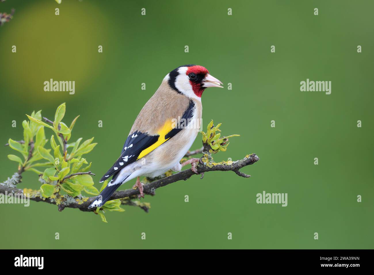 Goldfinch, Carduelis Carduelis, on a branch, Mid Wales, uk Stock Photo