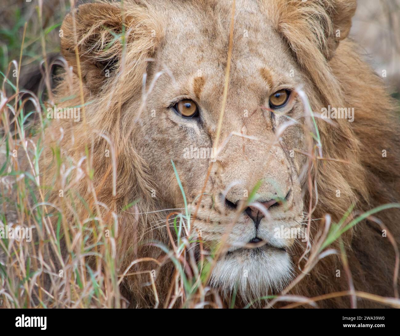 Various Wildlife at Kruger National Park - South Africa Stock Photo