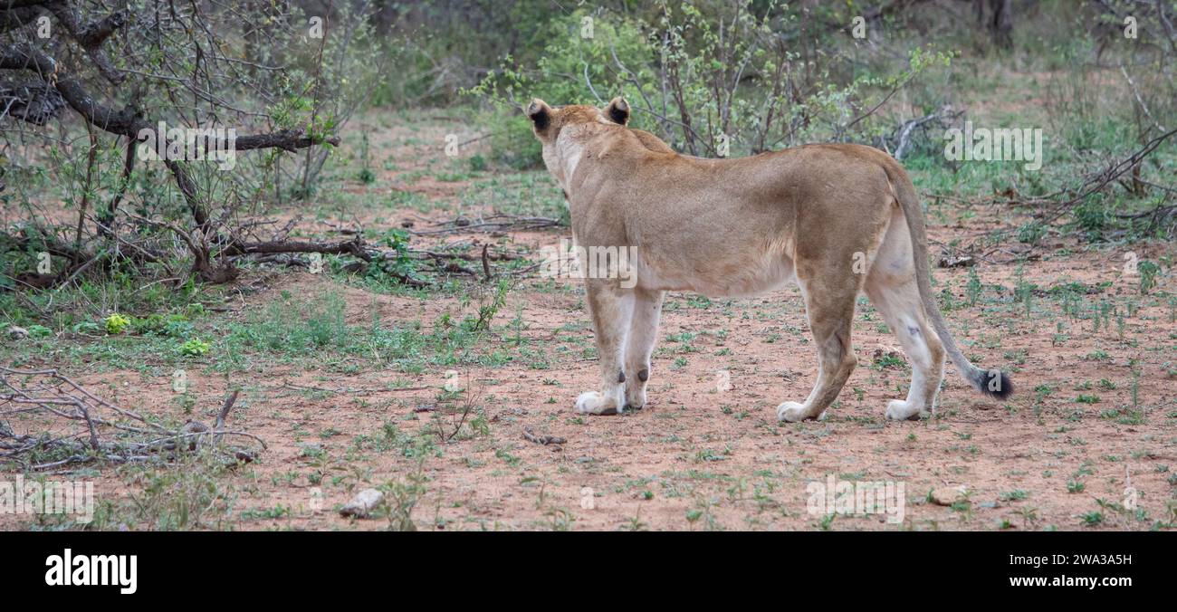 Various Wildlife at Kruger National Park - South Africa Stock Photo