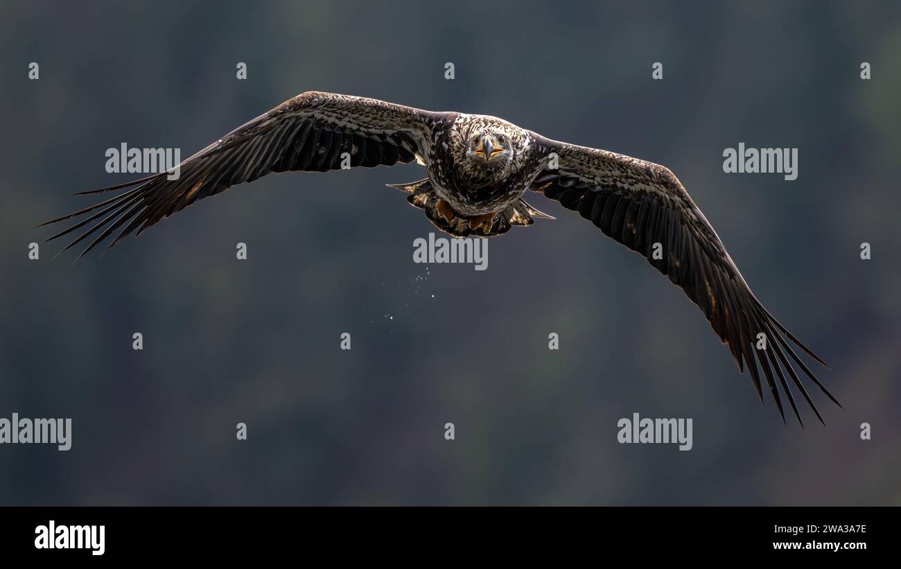 Bald Eagle (Haliaeetus leucocephalus) in Flight Stock Photo