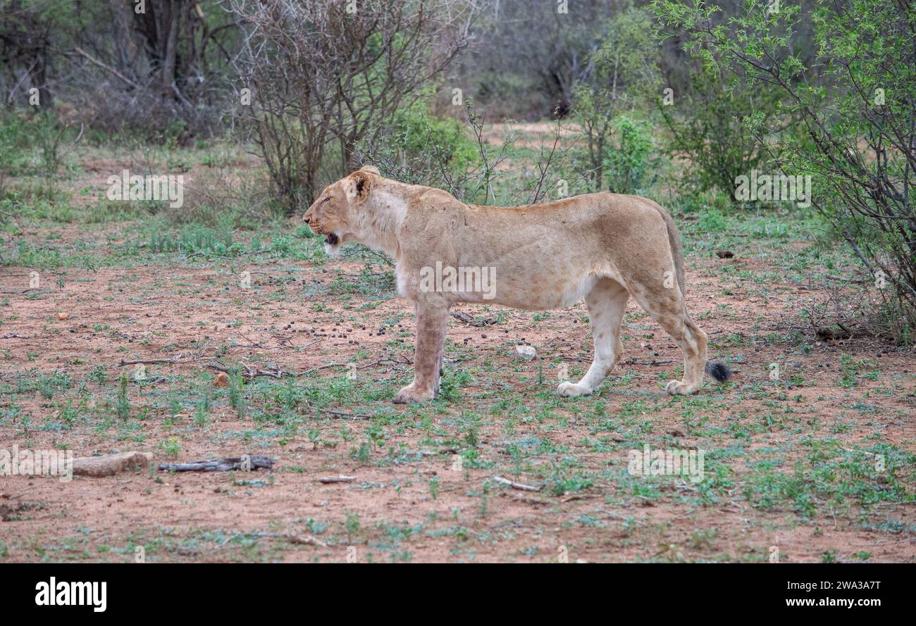 Various Wildlife at Kruger National Park - South Africa Stock Photo