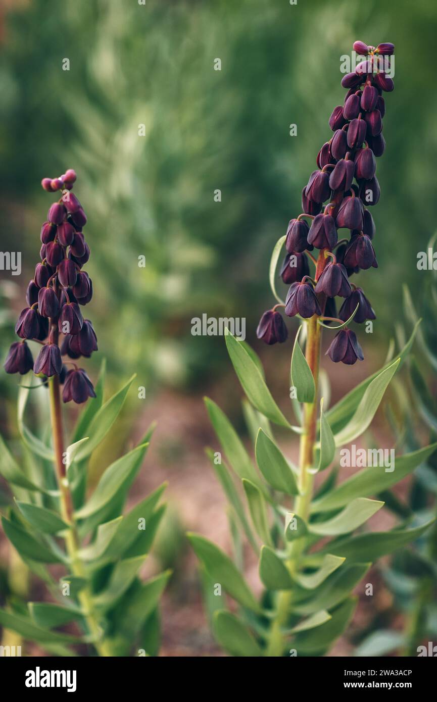 The Persian fritillary (Fritillaria persica) Stock Photo