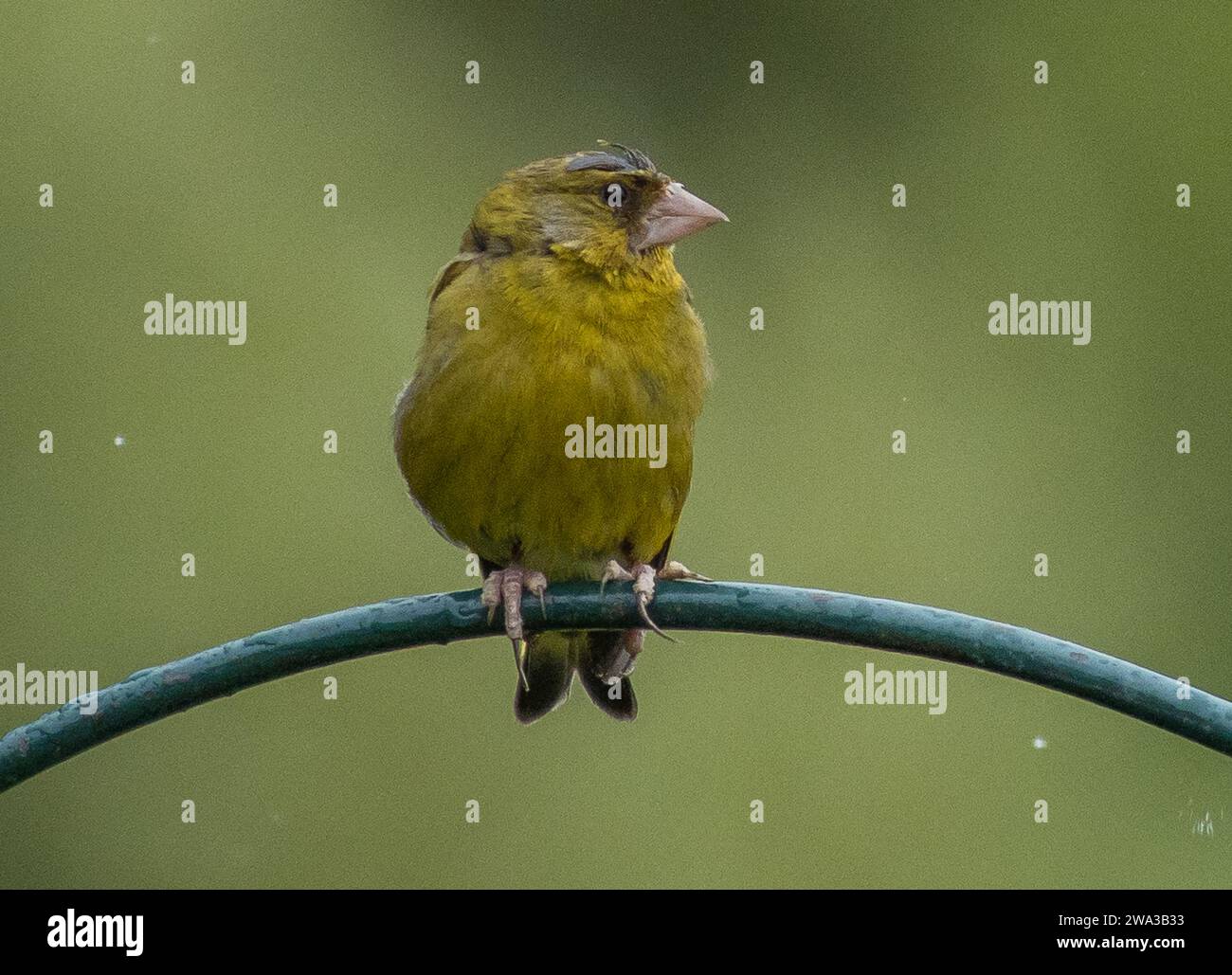 Variety of Wildlife Birds in flight and on Feeders in the United Kingdom Stock Photo