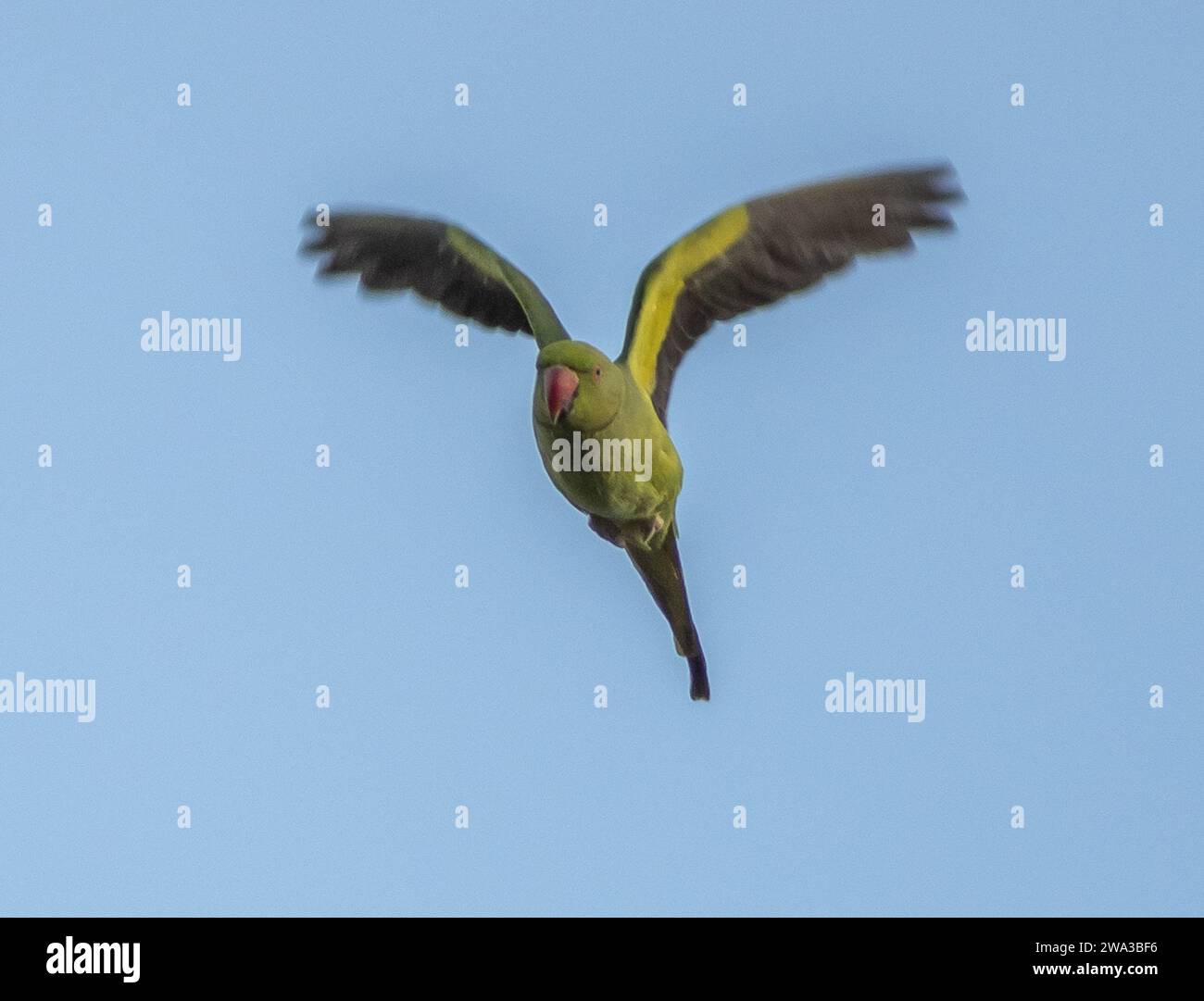 Variety of Wildlife Birds in flight and on Feeders in the United Kingdom Stock Photo