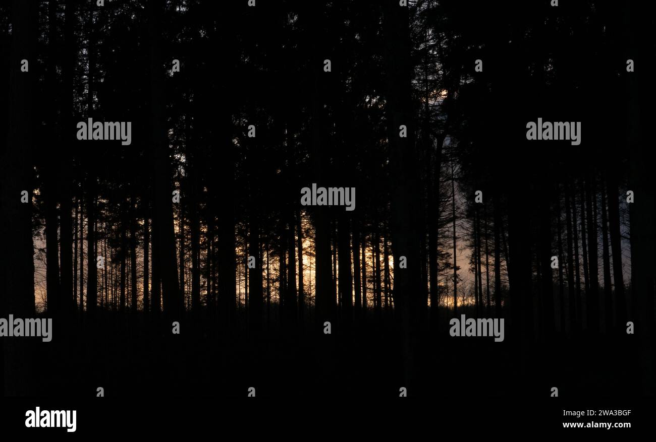 Silhouettes of pines in a dark forest, between the trees the yellow-orange evening sky Stock Photo