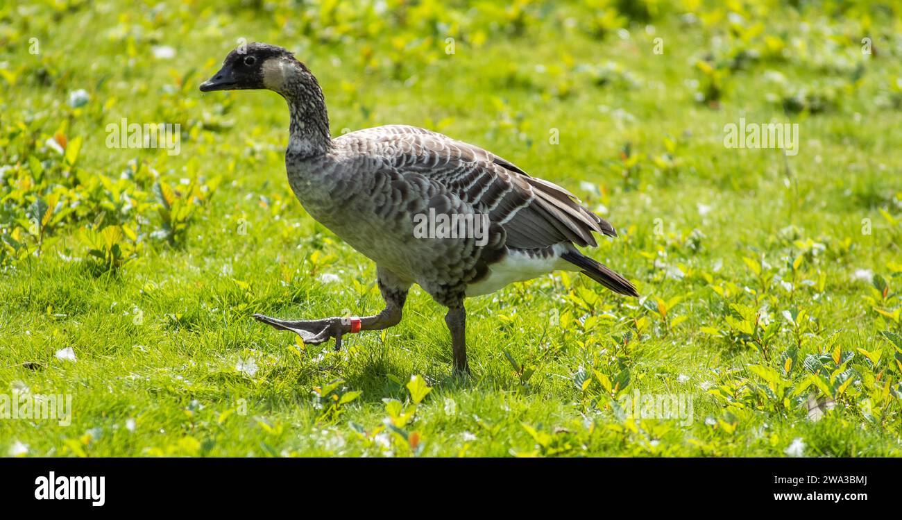 Various Species of Wildlife in the United Kingdom Including Mammals, Raptures, Waders and Garden Birds Stock Photo