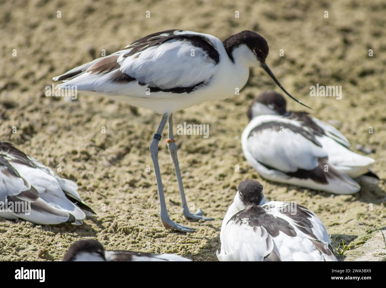 Various Species of Wildlife in the United Kingdom Including Mammals, Raptures, Waders and Garden Birds Stock Photo