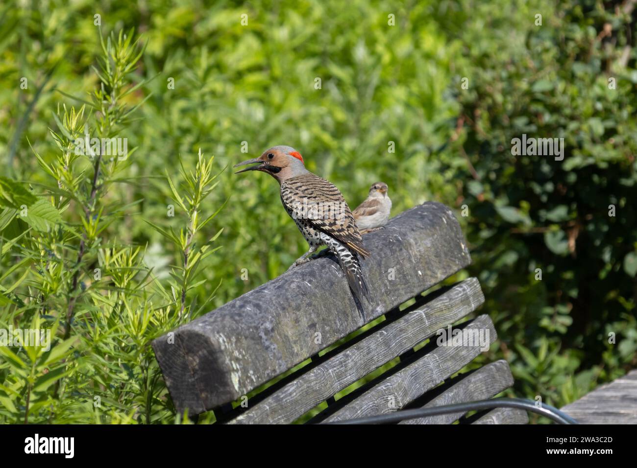 male northern yellowshafted flicker, an American, migrating woodpecker