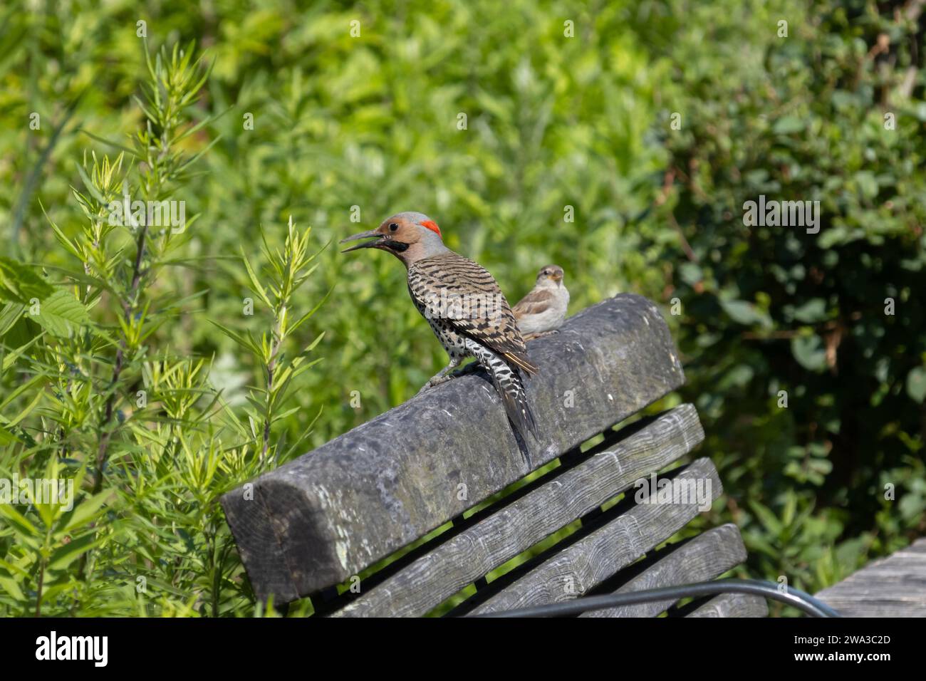 male northern yellow-shafted flicker, an American, migrating woodpecker, with beak open, perched on a bench next to a sparrow surrounded by green Spri Stock Photo