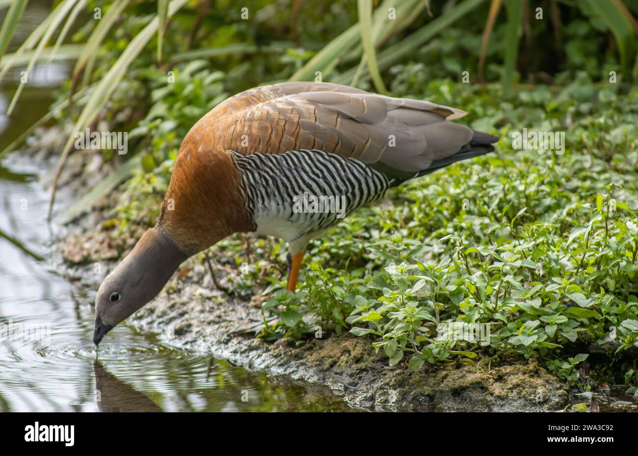 Various Species of Wildlife in the United Kingdom Including Mammals, Raptures, Waders and Garden Birds Stock Photo