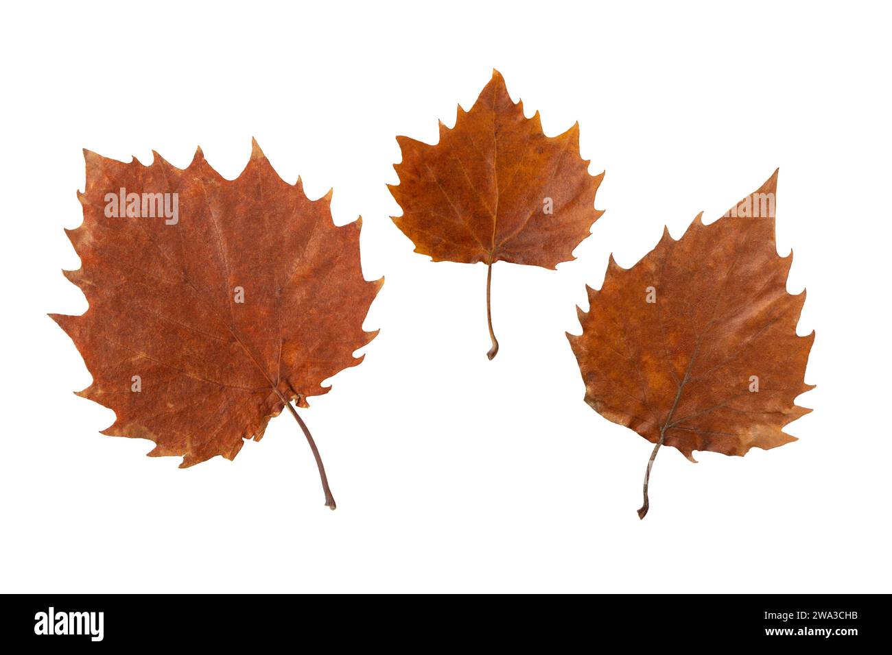Autumn leaf with serrated margin isolated on white. Fall season dry brown foliage. Three different size leaves collection from one tree Stock Photo