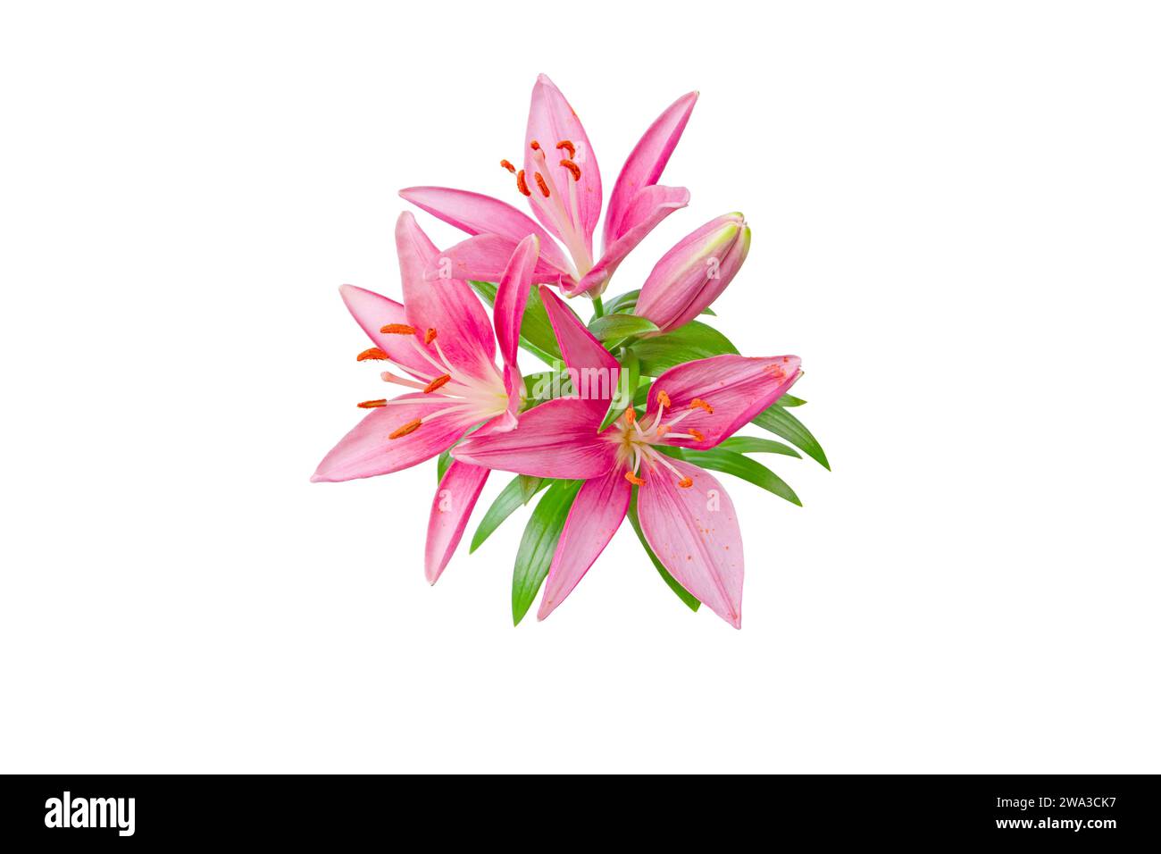 Pink lily flowers bunch isolated on white. Asiatic hybrids lilium plant. Stock Photo