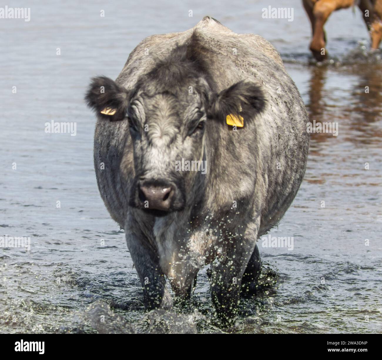Various Species of Wildlife in the United Kingdom Including Mammals ...