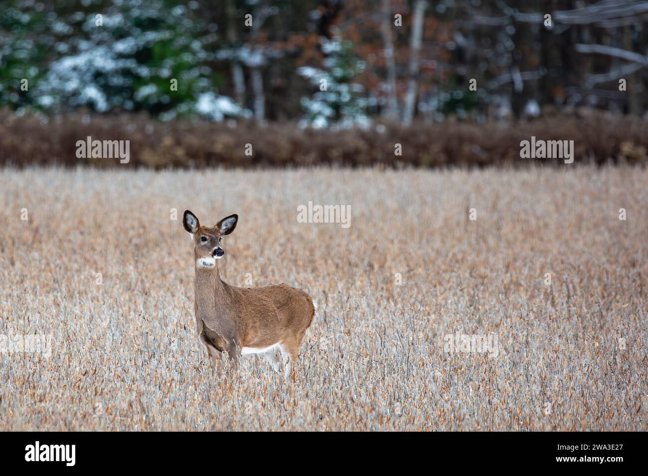 Whitetailed deer (odocoileus virginianus) fawn buck standing in a