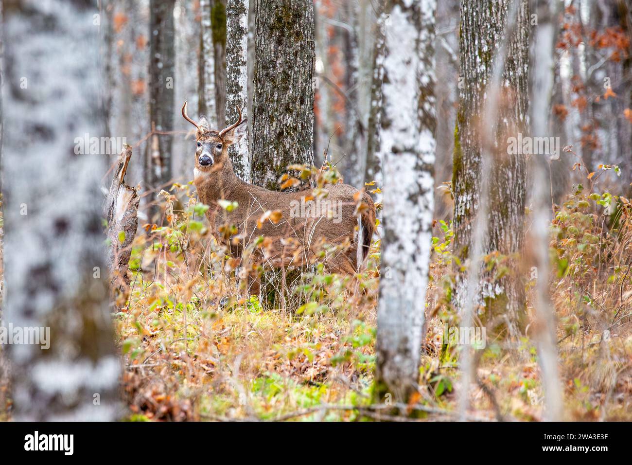 Wi Whitetail Rut White-tailed deer buck (odocoileus virginianus) standing in a Wisconsin ...