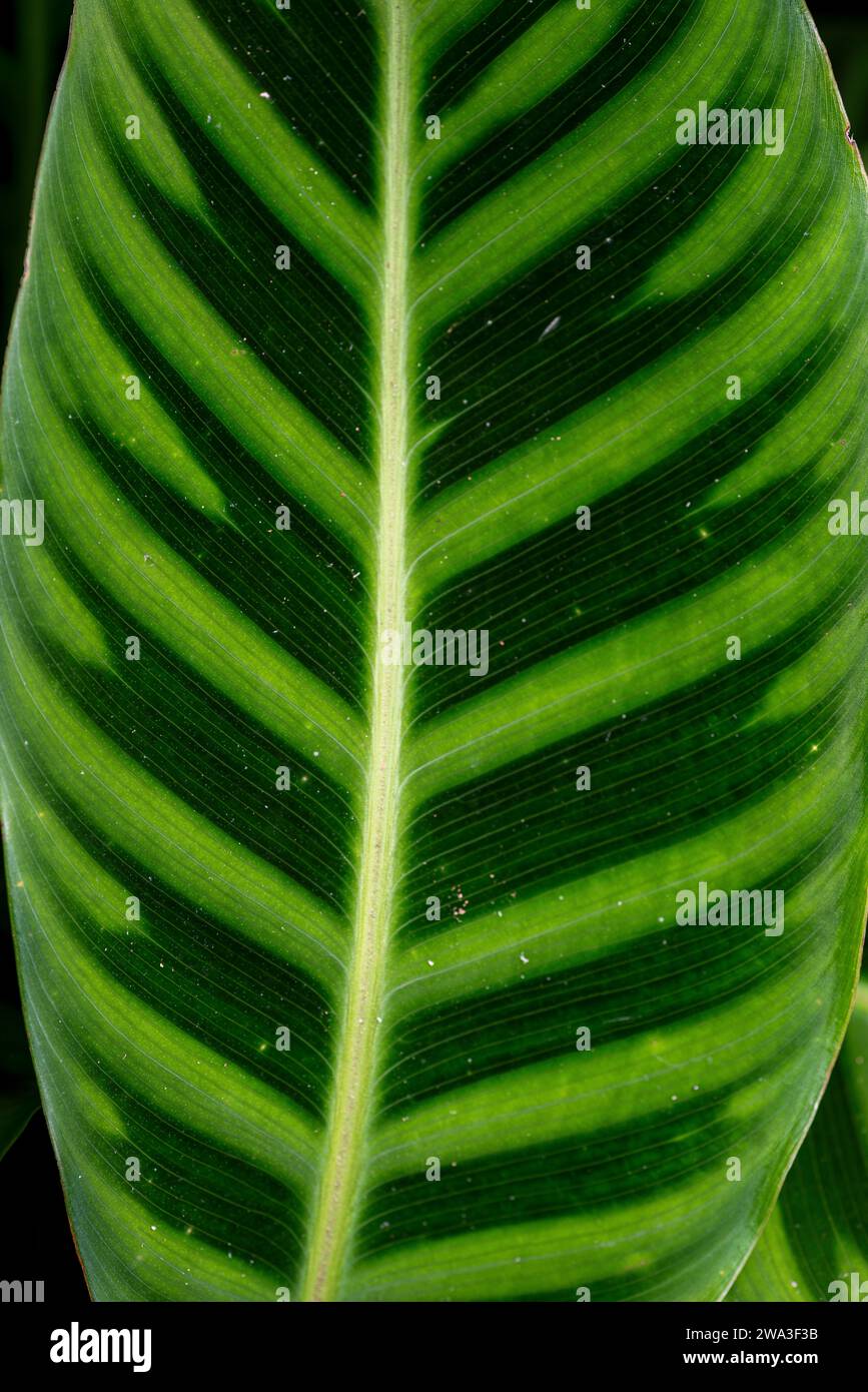 Green tiger leaf Stock Photo