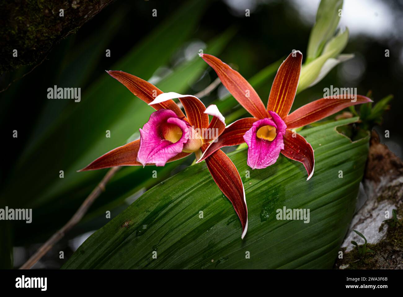 Wild orchids from Panamas cloud forest in bloom Stock Photo