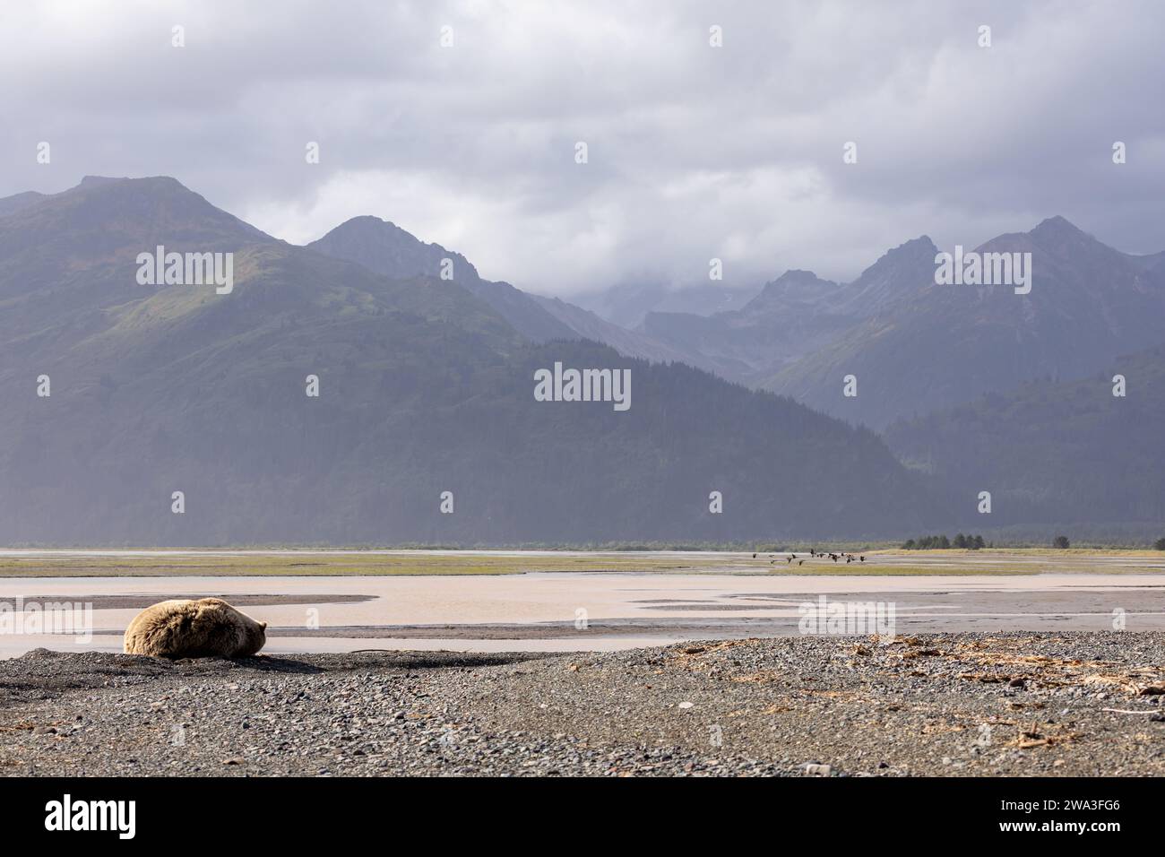 Adult grizzly bear, Ursus arctos horribilis, curled up sleeping on a sandy beach below a mountian range in Lake Clark National Park. Stock Photo