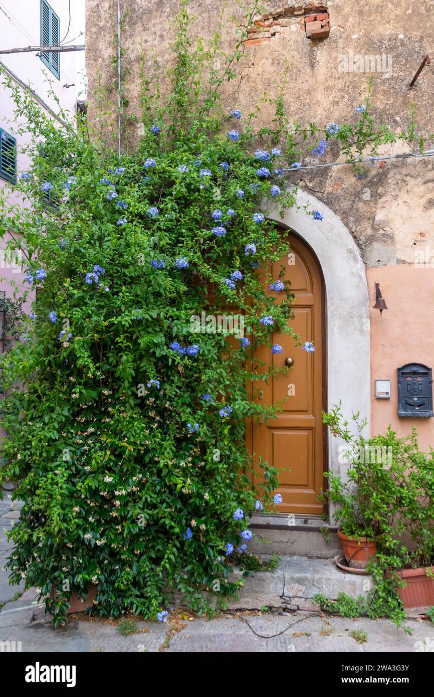 Blue plumbago (Plumbago auriculata), an evergreen flowering shrub often grown as a climber, in front of an old house, Castagneto Carducci, Tuscany Stock Photo