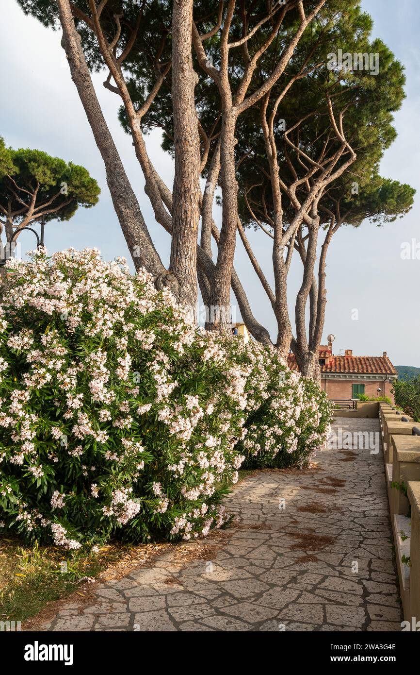 Oleander plants in bloom under maritime pines (Pinus pinaster) in a public park in summer, Castagneto Carducci, Livorno, Tuscany, Italy Stock Photo