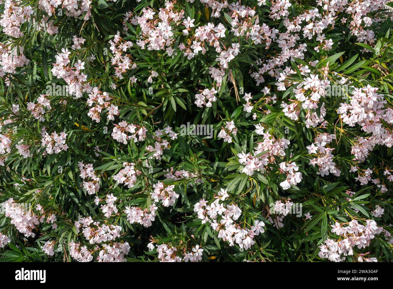 Close-up of a flowering plant of oleander (Nerium oleander), a shrub or small tree cultivated worldwide as an ornamental and landscaping plant Stock Photo