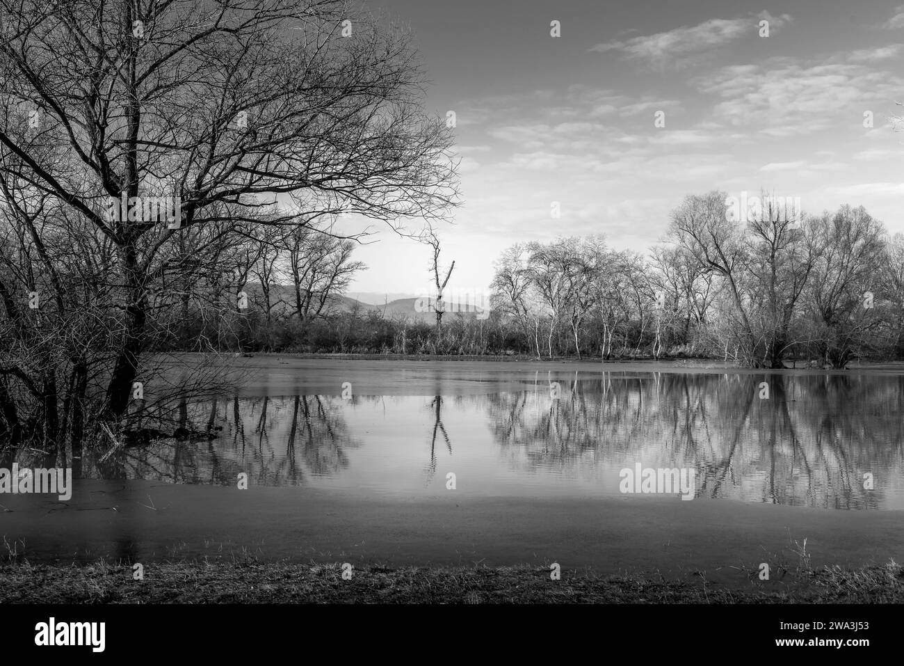 the trees on the river bank are flooded by the river Danube. black and