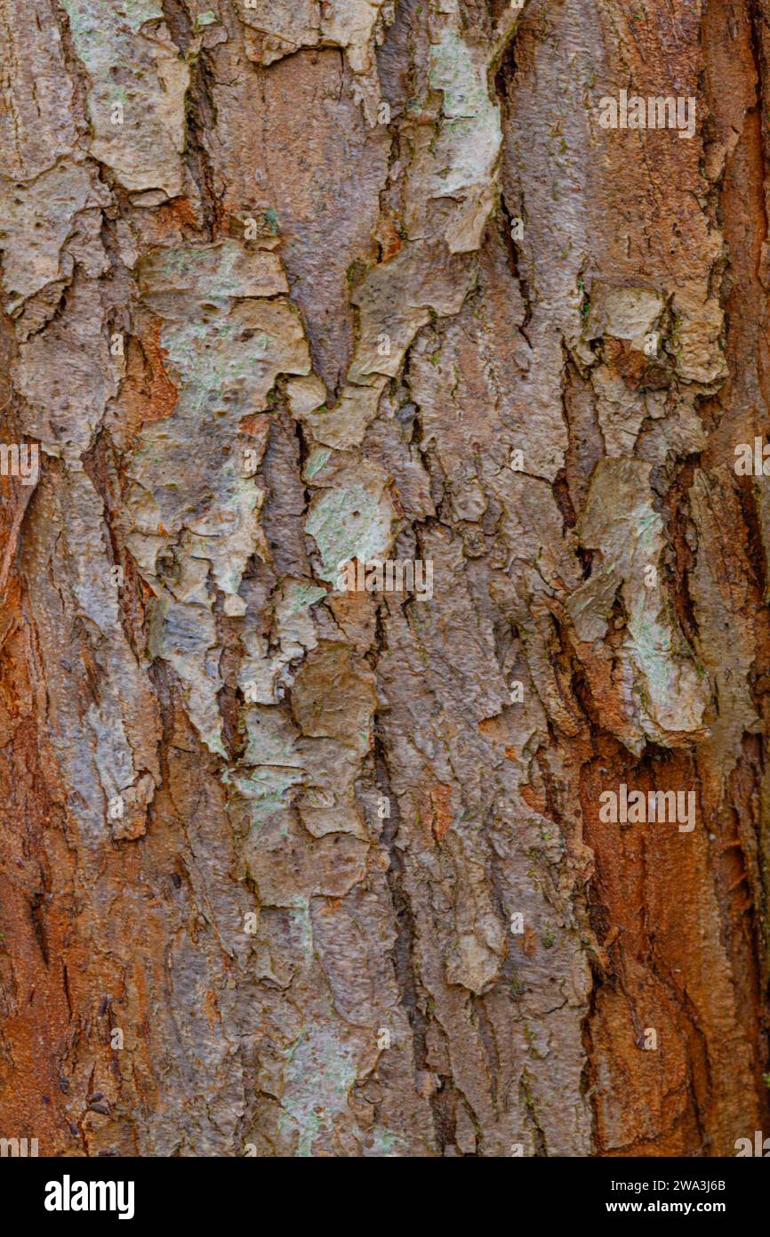 Abstract image of tree bark Stock Photo