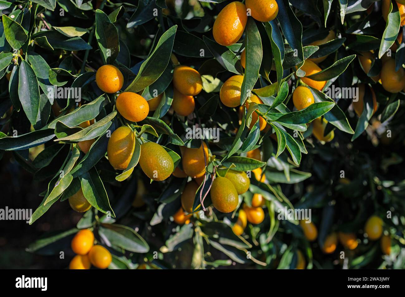 Mini kumquat plant and its fruits. In Turkish it is called Kumquat or