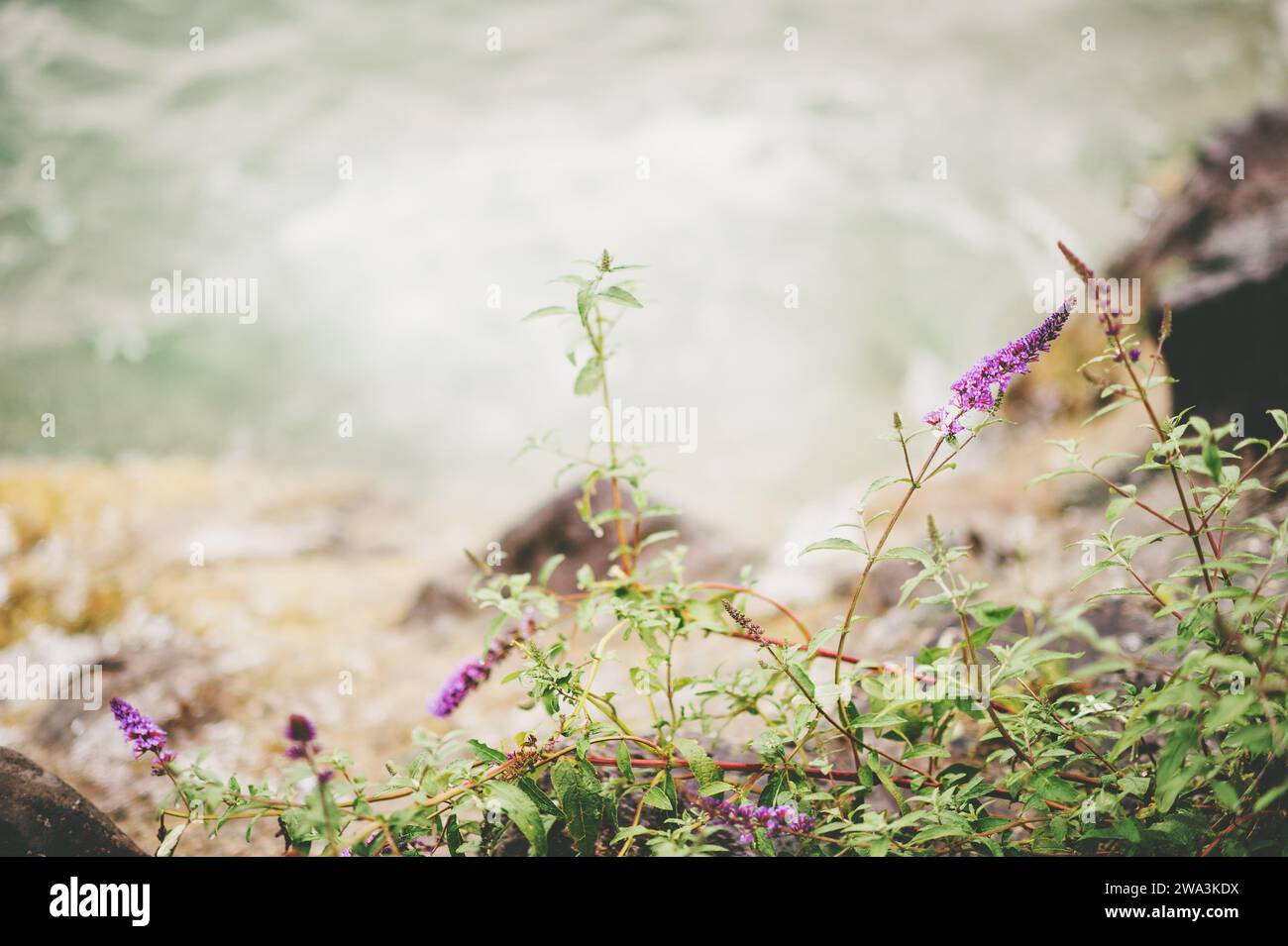 Purple wild flowers growing by the lake Stock Photo - Alamy