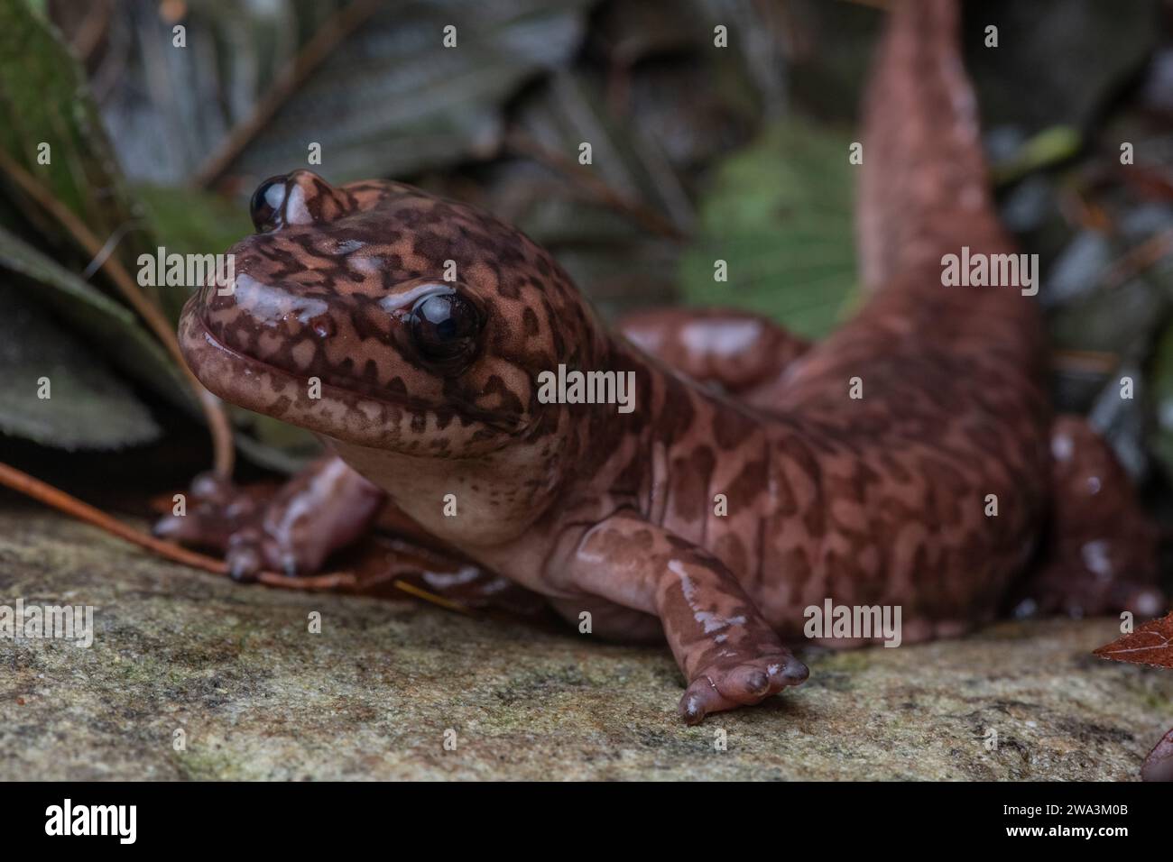 California giant salamander (Dicamptodon ensatus) one of the largest