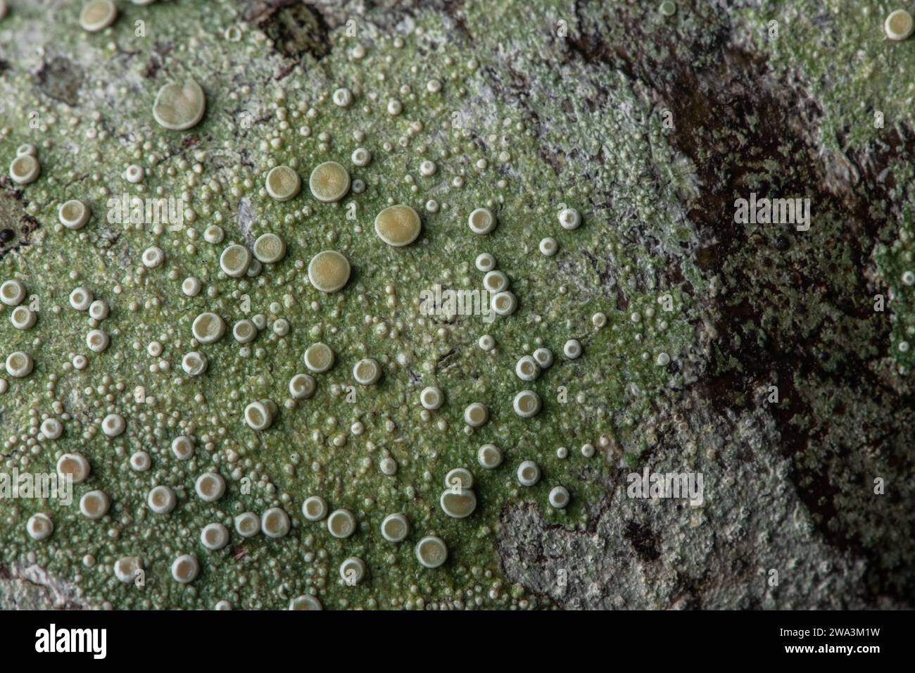 A high resolution macro close up image of crustose lichen with fruiting bodies grows on tree bark in the Santa Cruz mountains of California. Stock Photo