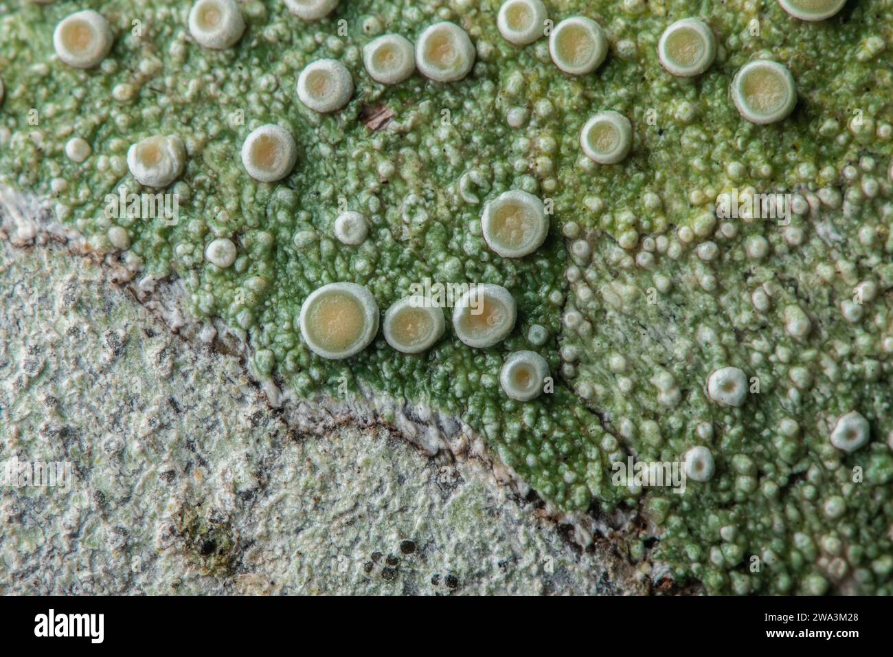 A high resolution macro close up image of crustose lichen with fruiting bodies grows on tree bark in the Santa Cruz mountains of California. Stock Photo