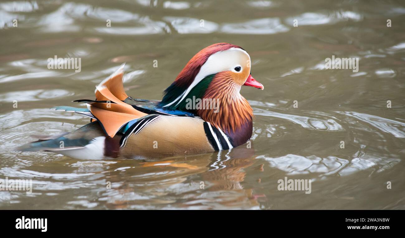 Colourful feathered Mandarin Duck (Aix galericulata), drake in splendid plumage, male with bright, beautiful plumage swimming on calm waters, looking Stock Photo